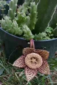 Carrion-flower