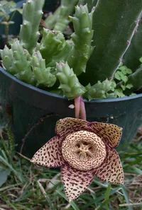 Carrion-flower (Orbea variegata) plant