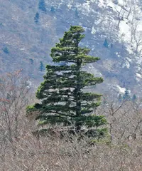 Japanese White Pine (Pinus parviflora) plant