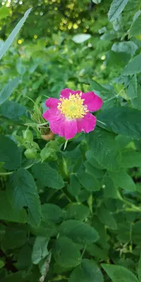 Russian rose (Rosa glabrifolia) plant