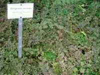 Peacock Moss