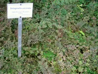 Peacock Moss