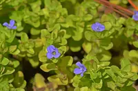 Bacopa caroliniana flower