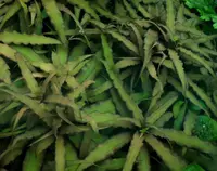 Green Earthstar