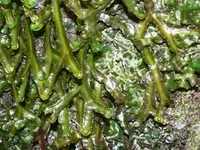 Achrophyllum dentatum (Achrophyllum dentatum) plant