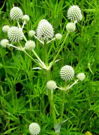 rattlesnake master