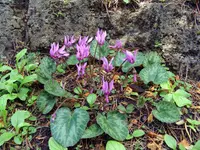 cyclamen (Cyclamen purpurascens) plant