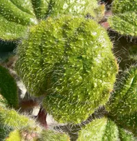 valley ringstem (Anulocaulis annulatus) plant
