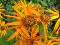 Summer ragwort