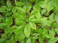 American beech