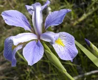 Virginia iris (Iris virginica) plant