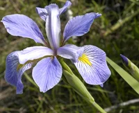 Virginia iris
