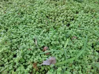 Crystal Stonecrop