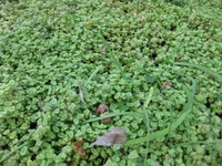 Crystal Stonecrop (Crassula pellucida) plant