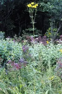 tall tickseed (Coreopsis tripteris) plant