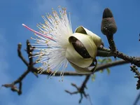 Shaving Brush Tree (Pseudobombax ellipticum) plant