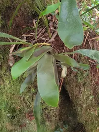 Antrophyum boryanum