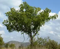 Buffalo thorn