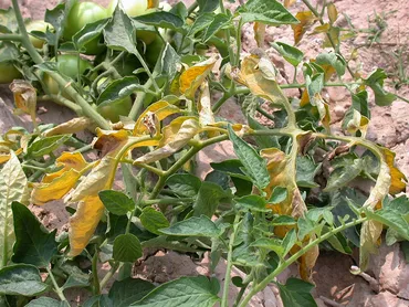 Fusarium Wilt