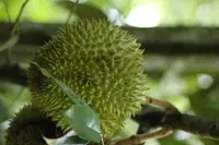 durian