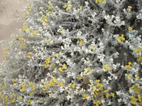 Cottonweed