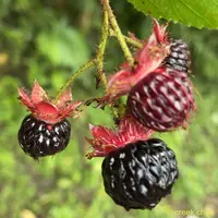 Rubus swinhoei (Rubus swinhoei) plant