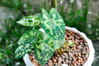 Elephant Ears
