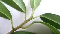gumtree