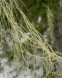 witch's hair lichen