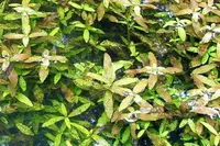 Hygrophila polysperma leaf