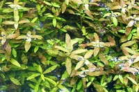 Hygrophila polysperma leaf