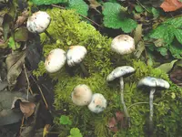 Psilocybe serbica