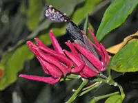 Brazilian Candles (Pavonia multiflora) plant