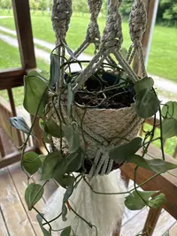 Heartleaf philodendron photo by a Botan App user