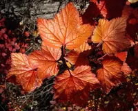 red currant