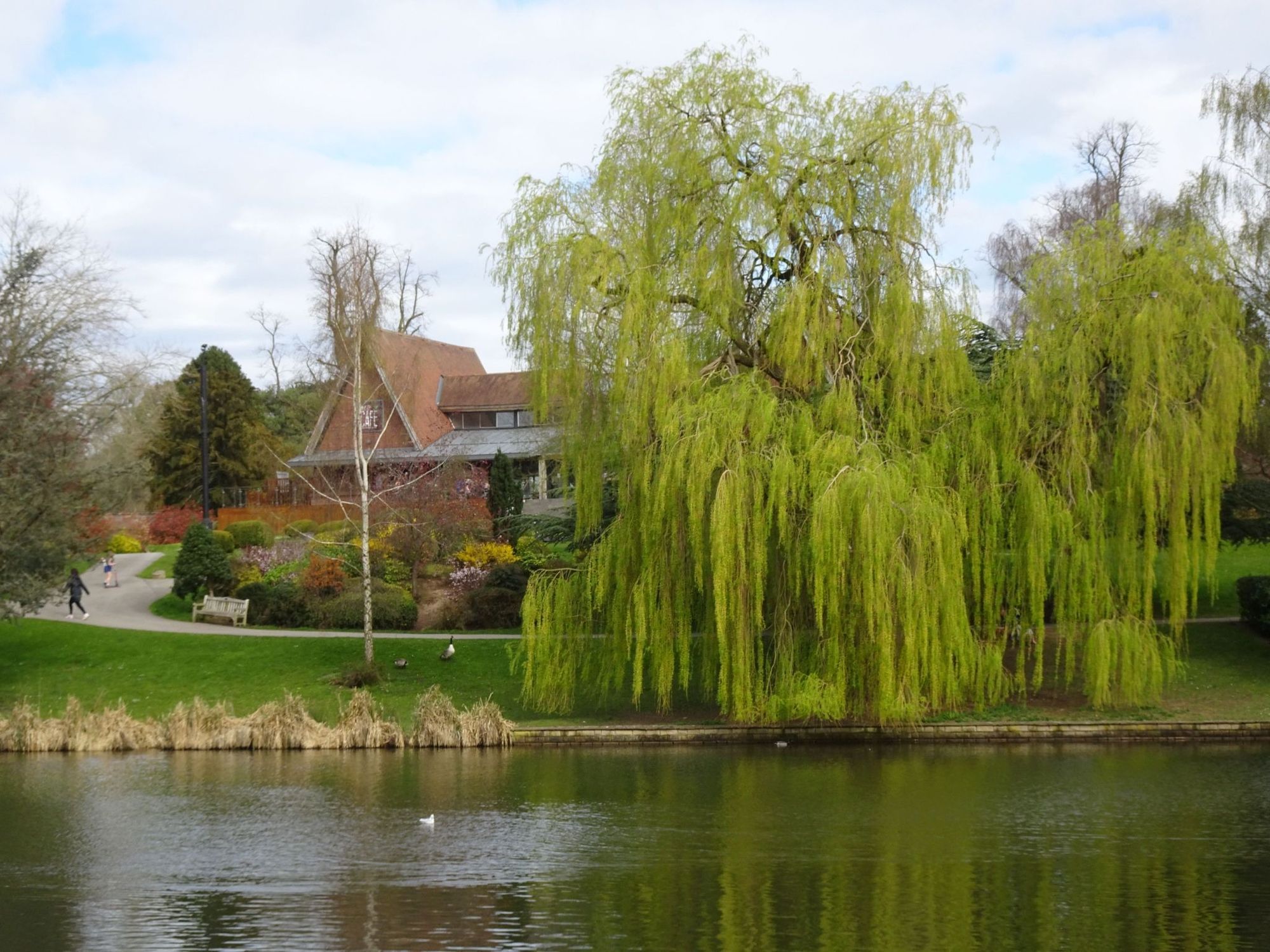 Top 15 Fast-Growing Trees - Tree and Lake