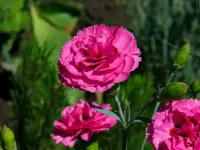 Carnation