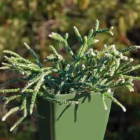 Rhipsalis pilocarpa in the pot