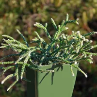 Rhipsalis pilocarpa in the pot