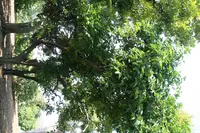 Malaysian persimmon (Diospyros maritima) plant