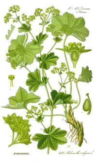 Lady's-mantle