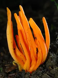 Clavulinopsis aurantiocinnabarina