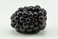 shrubby blackberry