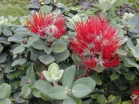 ohi'a lehua