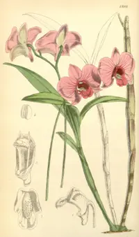 Cooktown orchid