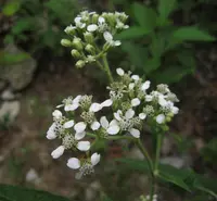 white crownbeard (Verbesina virginica) plant