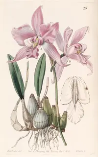 Laelia furfuracea