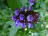selfheal