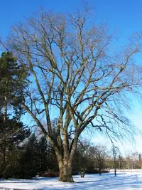 Wych Elm (Ulmus glabra) plant