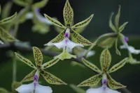 Stamford's Epidendrum